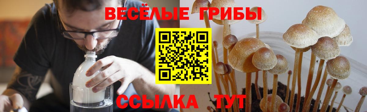 Псилоцибиновые грибы Psilocybe  где найти   Ступино  Вход с VPN 